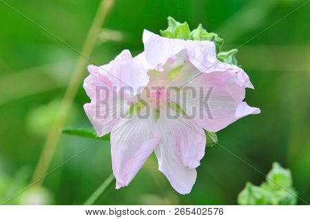 Altea Medicinal, Or Altea Apothecary (lat. Althaéa Officinális) Is A Perennial Herb, A Species Of Th