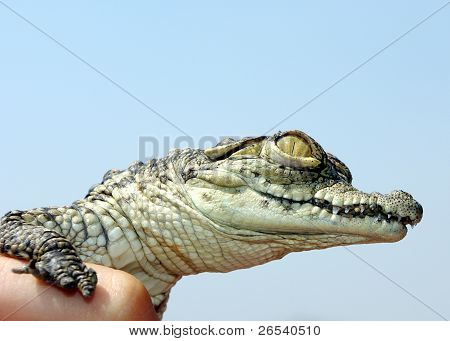 Baby coccodrillo del Nilo