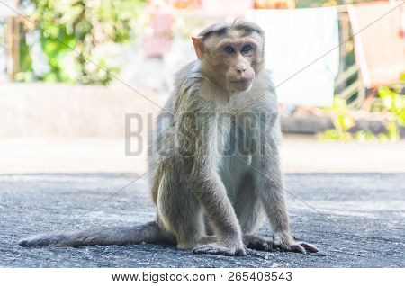 Bonnet Monkey Have A Grayish Brown Back And A Well Defined Circular Cap Along With Long Tail, Two-th