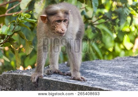 Bonnet Monkey Have A Grayish Brown Back And A Well Defined Circular Cap Along With Long Tail, Two-th