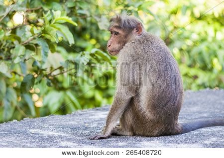Bonnet Monkey Have A Grayish Brown Back And A Well Defined Circular Cap Along With Long Tail, Two-th
