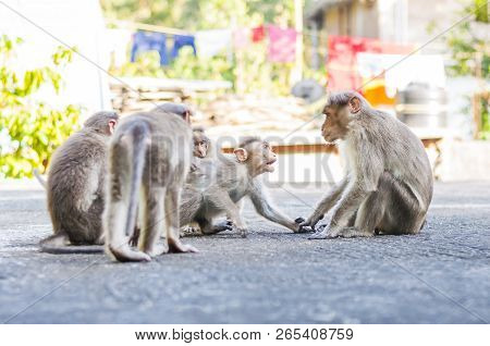 Bonnet Monkey Have A Grayish Brown Back And A Well Defined Circular Cap Along With Long Tail, Two-th
