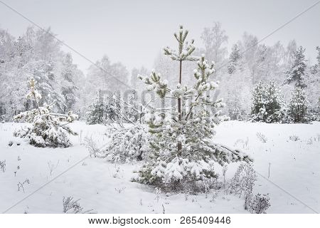 Winter. Snowfall. Snowy Christmas Tree In Winter Forest. Natural Winter Scene.