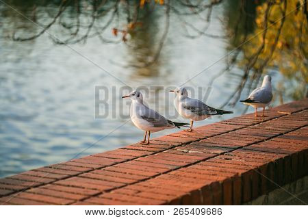 Young White And Grey Seagulls, Chroicocephalus Ridibundus, Standing On Red Brick Wall, Sunny Autumn 