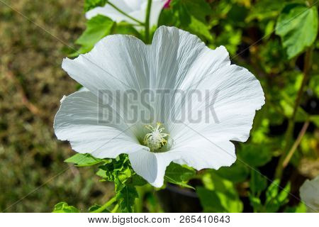 White Mallow. White Stock Rose.  Mallow Bud. Flowers In The Garden. Summer Cottage In The Summer. Fl