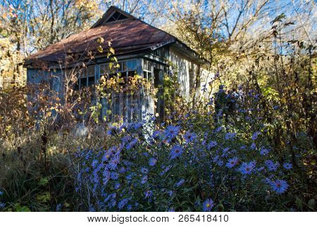 House With Flowers In Chornobyl Zone