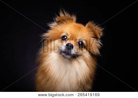 Lovely Pomeranian Dog Looks At Camera On Black Background. Cute Dog Get Curious Something. Charming 
