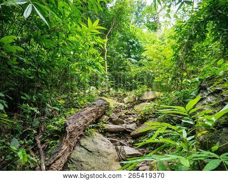 Forest Walkway To The Top Of The Khao Luang Mountain In Ramkhamhaeng National Park,sukhothai Provinc