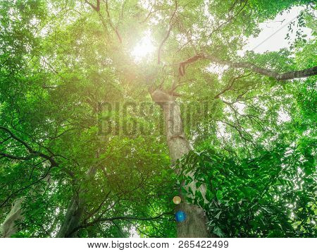 Look Up To The Giant Tree In The Way To The Top Of Khao Luang Mountain In Ramkhamhaeng National Park