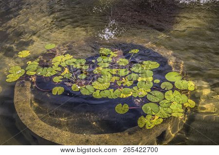 Little Green Leaves Floating On Water In A Pond In A Tranquil Scene