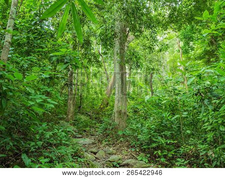 Forest Walkway To The Top Of The Khao Luang Mountain In Ramkhamhaeng National Park,sukhothai Provinc