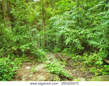 Forest Walkway To The Top Of The Khao Luang Mountain In Ramkhamhaeng National Park,sukhothai Provinc