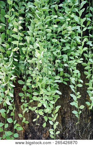Fresh Green Leaves Asclepiadaceae Texture Pattern Background