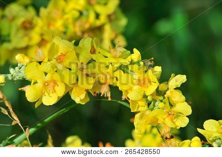 Verbascum, Common Name Mullein (also Known As Velvet Plant), Is A Genus Of  Figwort Family Scrophula
