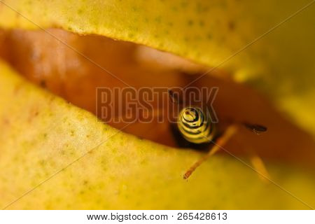 Wasp Eating Yellow Fruit Pear, Closeup, Wasp Sting