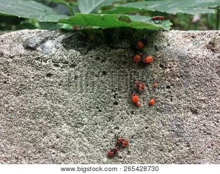 Red Soldier Bug With Black Dots On Concrete And Leaves Background. Autumn Warm-soldiers Red Bugs. Sp