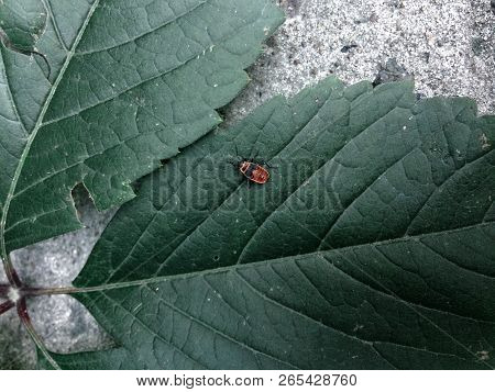 One Red Beetle Bug Soldier Sitting On A Green Leaf Against A Background Of Concrete