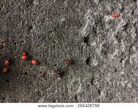 Red Soldier Bug With Black Dots On Concrete And Leaves Background. Autumn Warm-soldiers Red Bugs. Sp