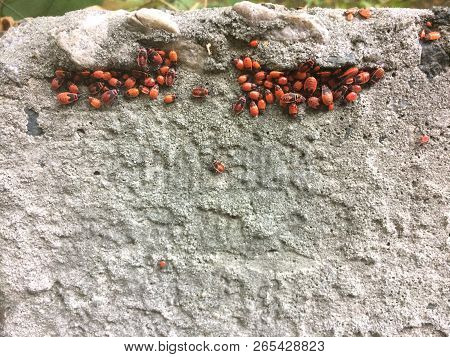 Red Soldier Bug With Black Dots On Concrete And Leaves Background. Autumn Warm-soldiers Red Bugs. Sp