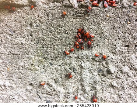 Red Soldier Bug With Black Dots On Concrete And Leaves Background. Spilostethus Pandurus.
