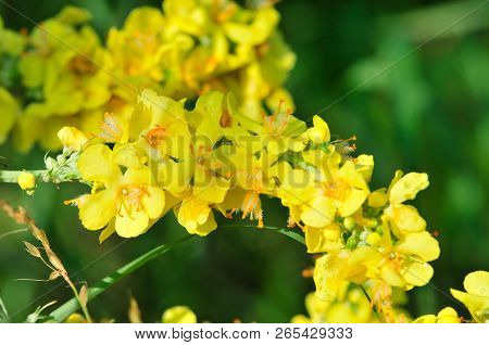 Verbascum, Common Name Mullein (also Known As Velvet Plant), Is A Genus Of  Figwort Family Scrophula