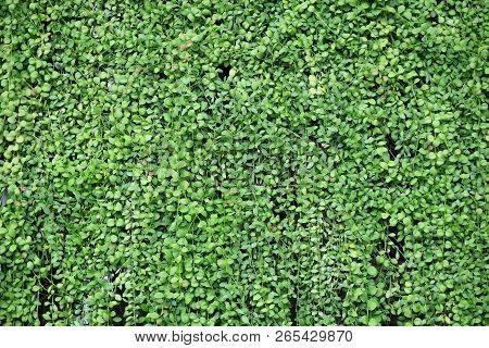 Fresh Green Leaves Pattern Asclepiadaceae For Background