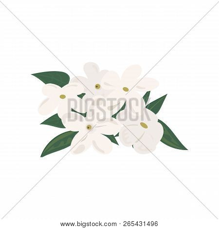 Branch Of Blooming Jasmine Flowers Detailed Vector Illustration