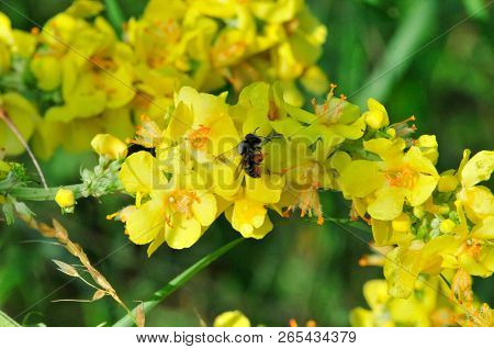 Verbascum, Common Name Mullein (also Known As Velvet Plant), Is A Genus Of  Figwort Family Scrophula