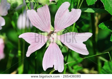 Altea Medicinal, Or Altea Apothecary (lat. Althaéa Officinális) Is A Perennial Herb, A Species Of Th