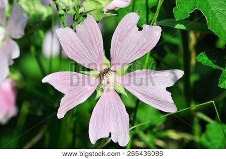 Altea Medicinal, Or Altea Apothecary (lat. Althaéa Officinális) Is A Perennial Herb, A Species Of Th