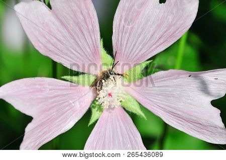 Altea Medicinal, Or Altea Apothecary (lat. Althaéa Officinális) Is A Perennial Herb, A Species Of Th
