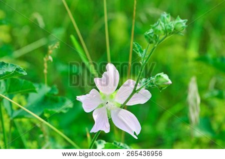 Altea Medicinal, Or Altea Apothecary (lat. Althaéa Officinális) Is A Perennial Herb, A Species Of Th