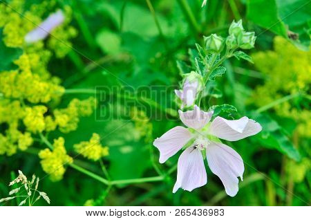 Altea Medicinal, Or Altea Apothecary (lat. Althaéa Officinális) Is A Perennial Herb, A Species Of Th