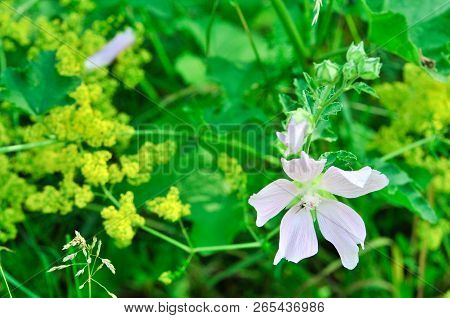 Altea Medicinal, Or Altea Apothecary (lat. Althaéa Officinális) Is A Perennial Herb, A Species Of Th