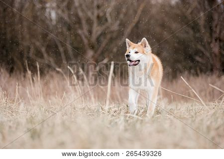 Red Akita Inu Running At Snowing Day