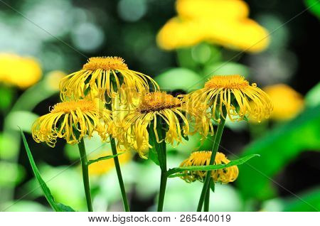 Elecampane, Inula Helenium, Also Called Horse-heal Or Elfdock, Is A Widespread Plant Species In The 