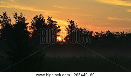 Morning In The Forest On The Meadow