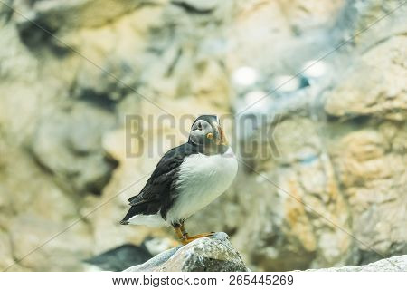 Bird, Wildlife And Zoo Concept - Atlantic Puffin Or Common Puffin