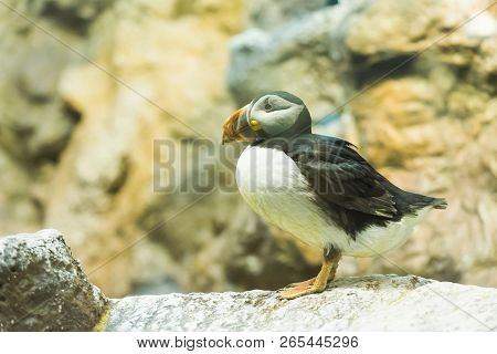 Bird, Wildlife And Zoo Concept - Atlantic Puffin Or Common Puffin