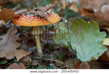 Bright Red  Poisonous Fly Amanita Mushroom And Oak Leaf