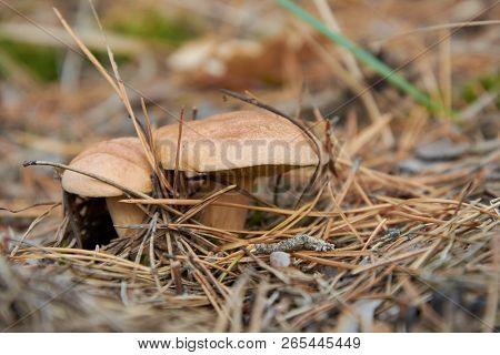 Suillus Bovinus, Also Known As The Jersey Cow Mushroom Or Bovine Bolete