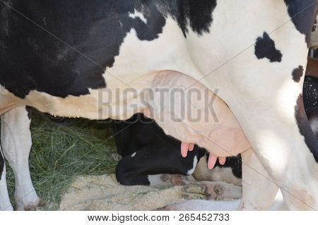 Udder Of A Cow. Black And White Colored Cow With Big Udder.