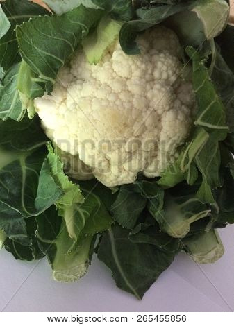 Amaizing White Coliflowerfrom First Summer Green House Harvest