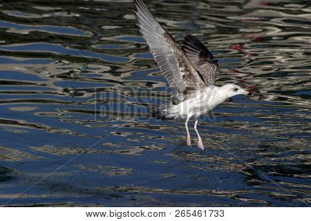 Pearched seagul by the water, nature photography, larus argentatus