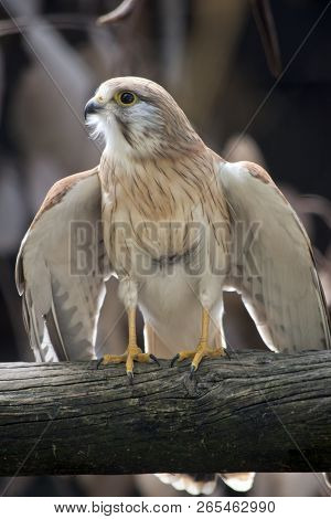 The Nankeen Kestrel Is Ready To Take Off