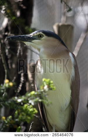 The Nankeen Night Heron Is Perched In A Tree