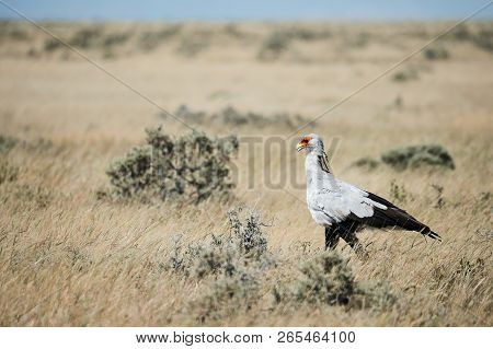 Secretary Bird, Sagittarius Serpentarius, A Large African Bird Of Prey Walking In Namibian Savannah.