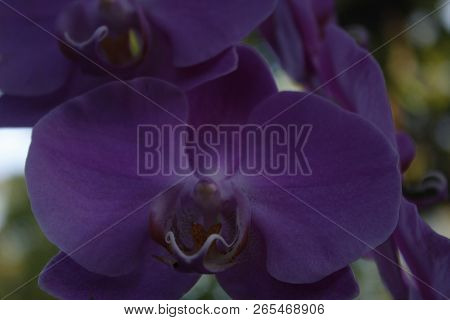 Pink Orchid With Tree As Background And Clear Sky