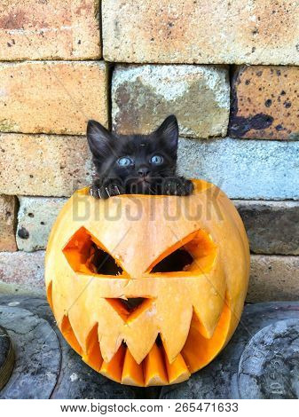 Halloween Feast Of All Saints Is Celebrated On October 31 Pumpkin Yellow Color Cut Glows