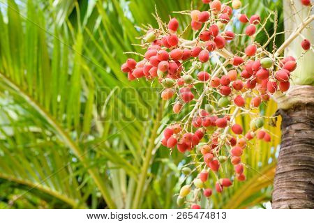 Manila Palm. Red Tropical Berries -fruit Of The Christmas Palm.